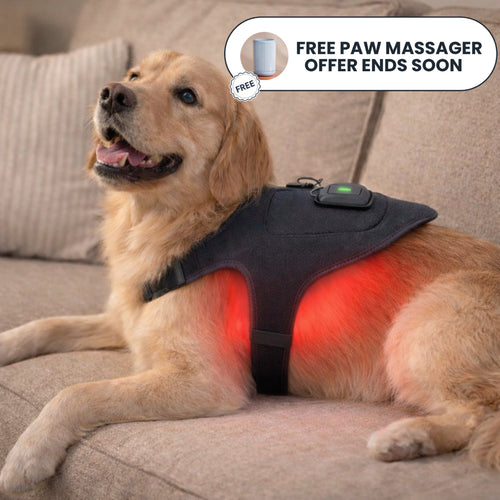 Help your dog move comfortably again with soothing red light therapy for joints and muscles